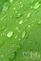 綠葉上的水珠主題壁紙手機(jī)版下載
